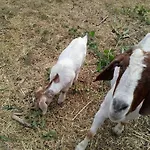 아파트 Agroturizam Radesic *