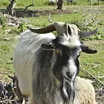 Agroturizam Radesic