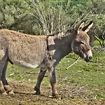 Agroturizam Radesic 아파트 *