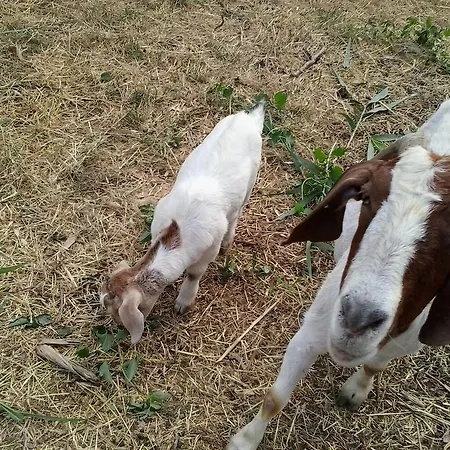 Lejlighed Agroturizam Radesic *