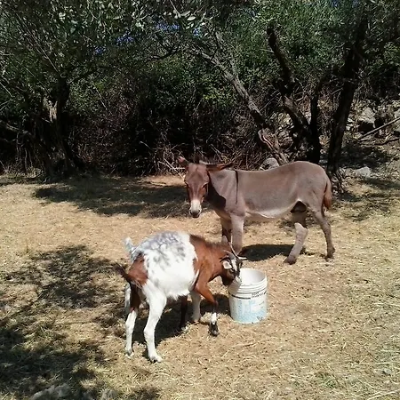 Lejlighed Agroturizam Radesic Buje