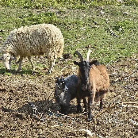 아파트 Agroturizam Radesic *